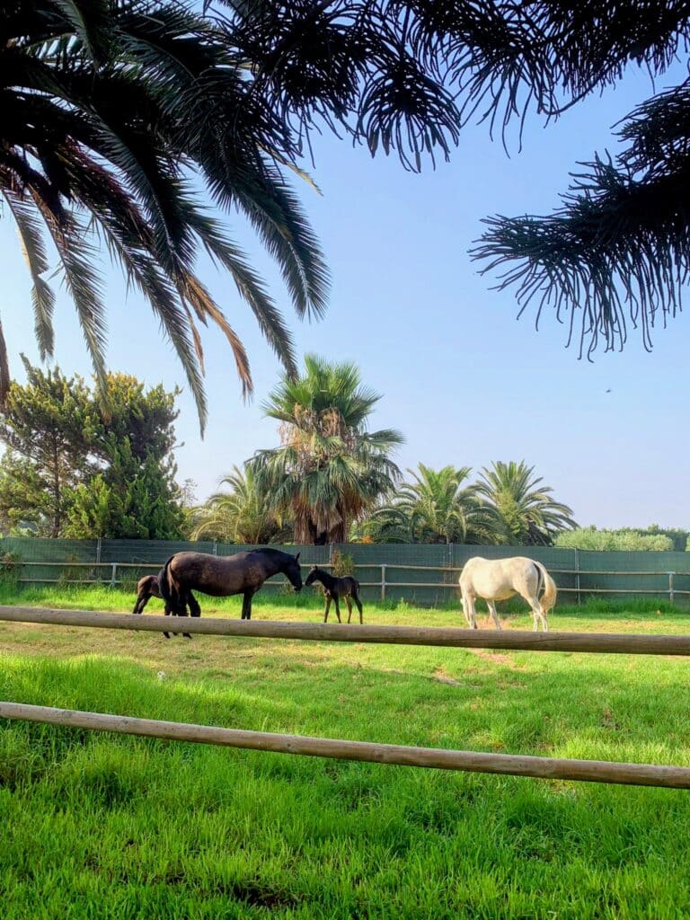 Cruise passengers enjoying an exclusive Spanish horse farm experience near Cartagena